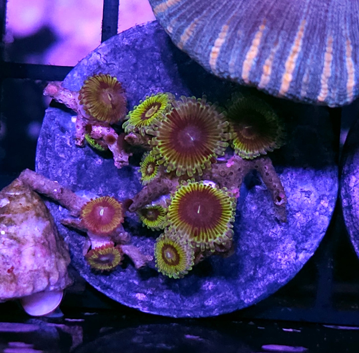 Stratocaster Zoas