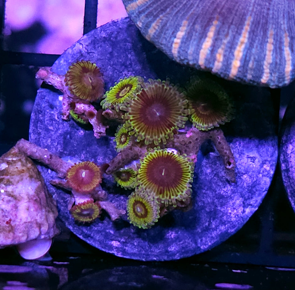 Stratocaster Zoas