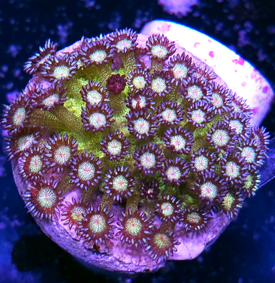 Glitter Implosion Goniopora Colony