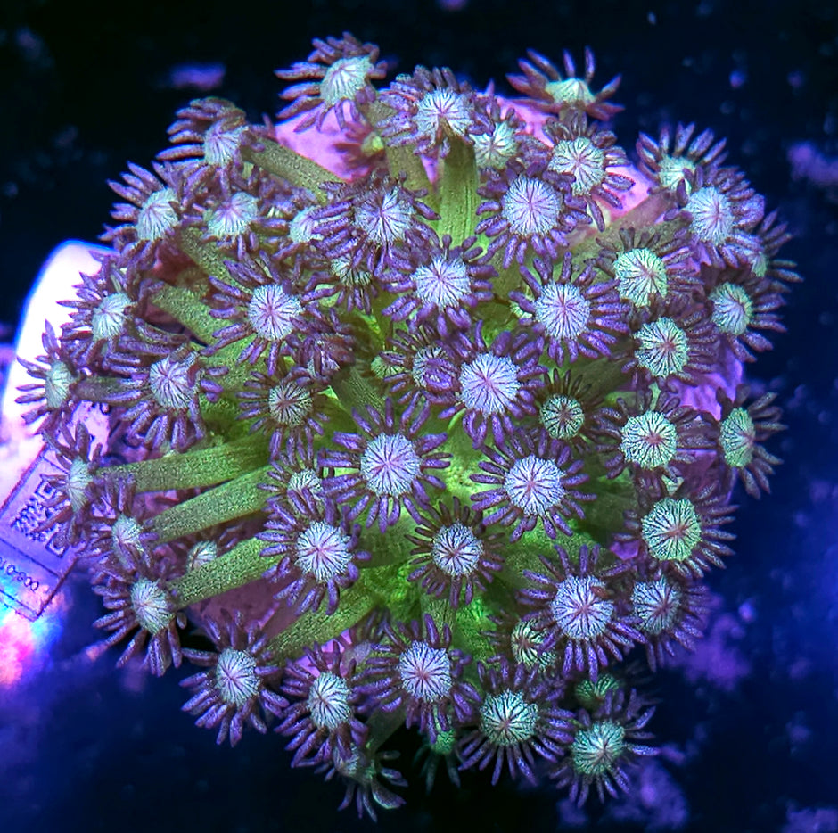 Blue Tip Glitter Bomb Goniopora Colony
