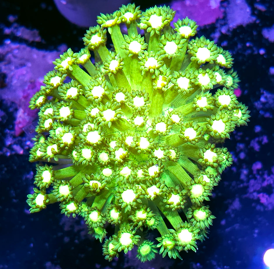 Highlighter Eye Goniopora Colony