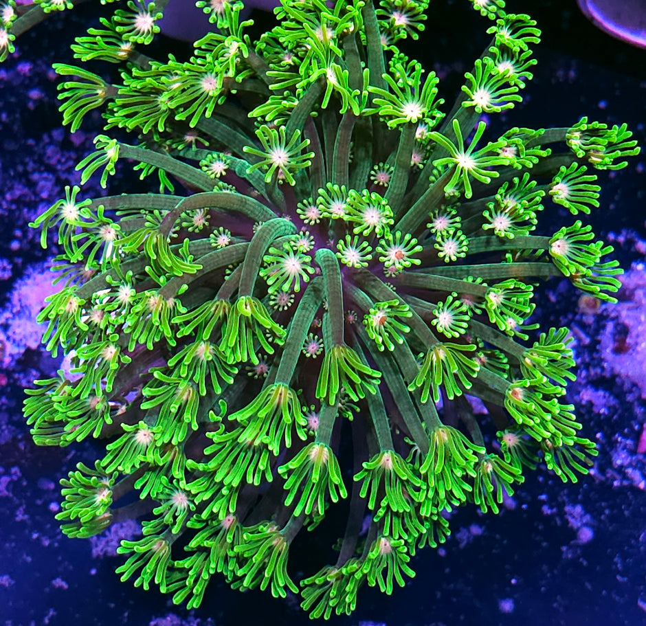 Sleezeball Goniopora Colony