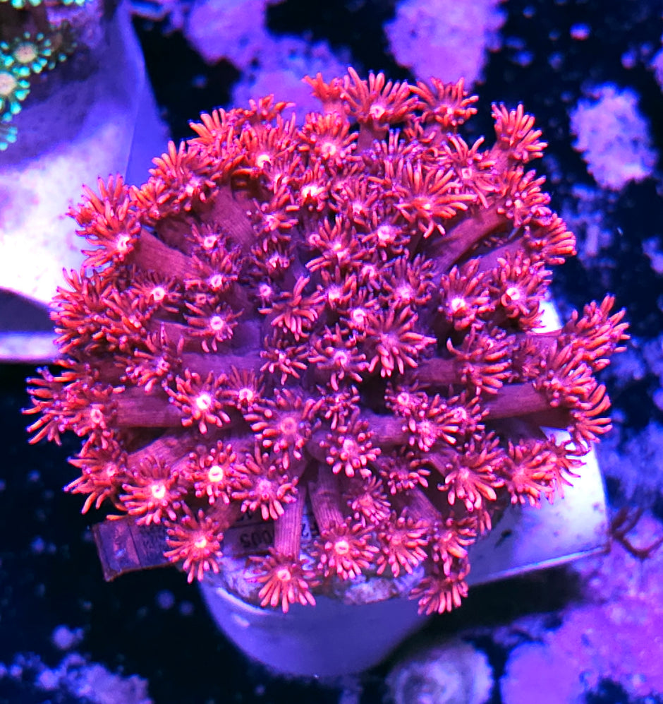 Fuschia Fuzz Goniopora Colony