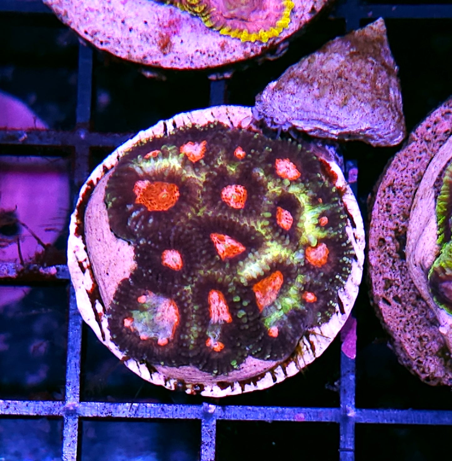 HF Demon Eye Favia Colony