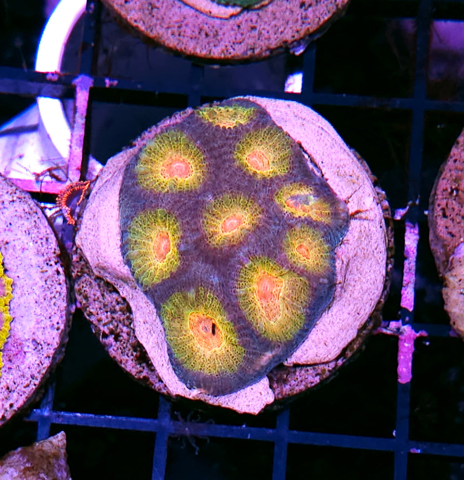 HF Afghan Kush Favia Colony