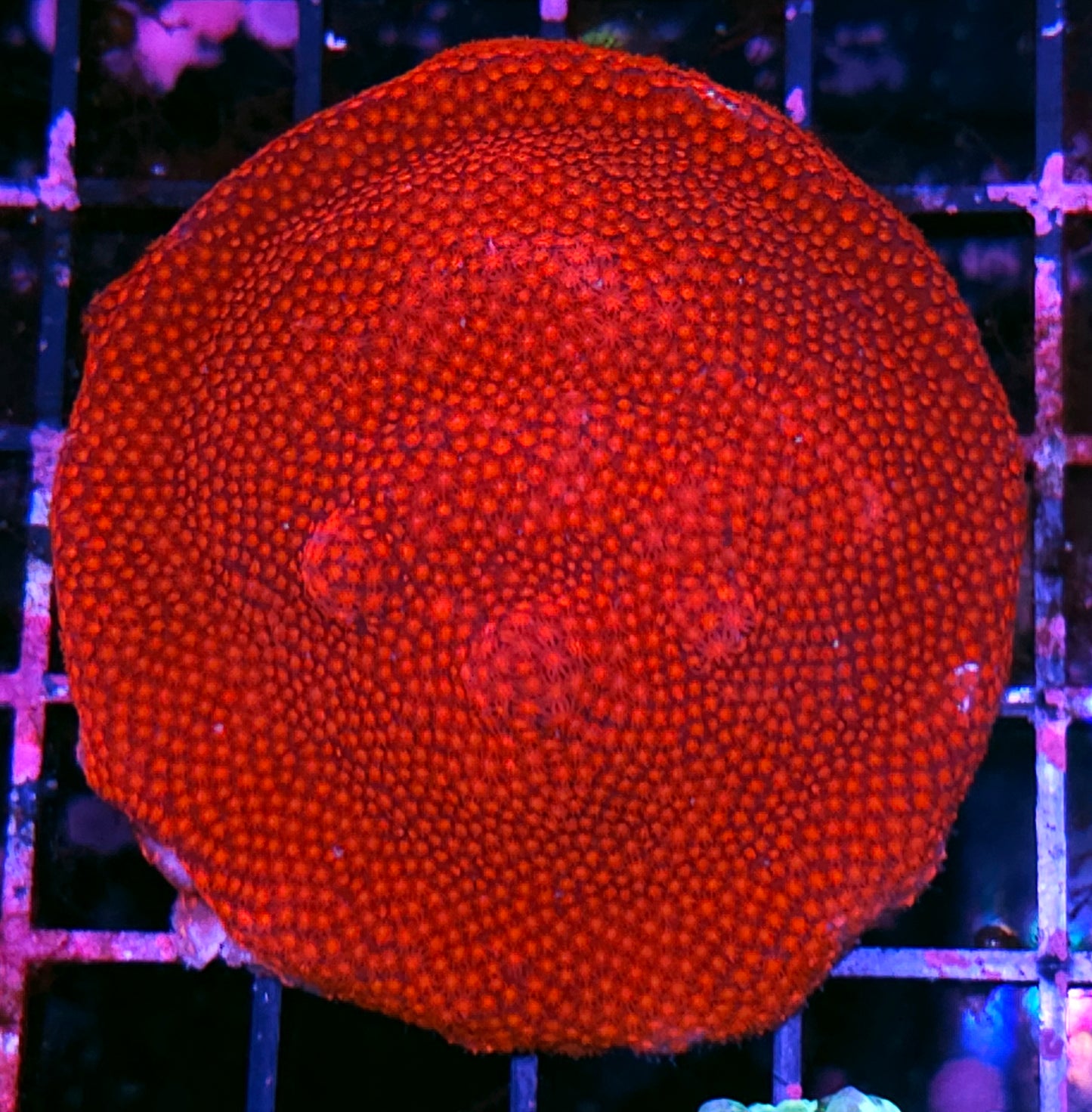 3" Red Dawn Stylocoeneila Colony