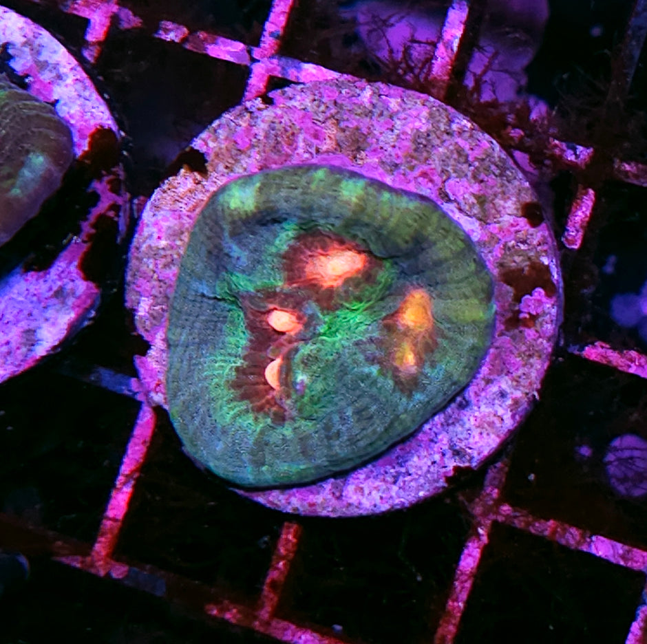 Atomic Soul Mycedium