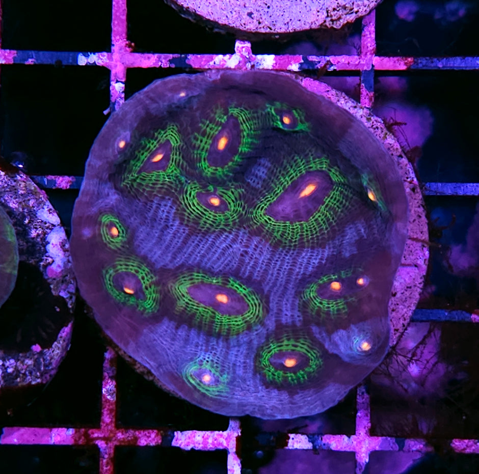 Tree of Life Mycedium Colony