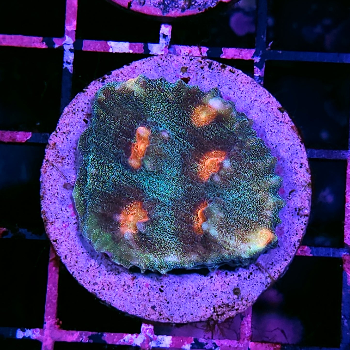 Glitter Fairy Mycedium