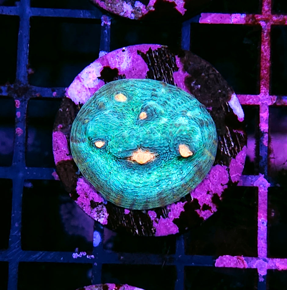 Flying Saucer Mycedium