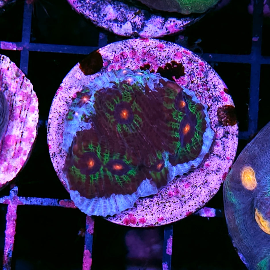AWOTW Mycedium