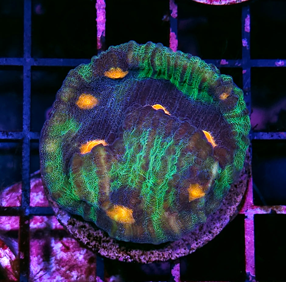 Raja Melon Mycedium Colony
