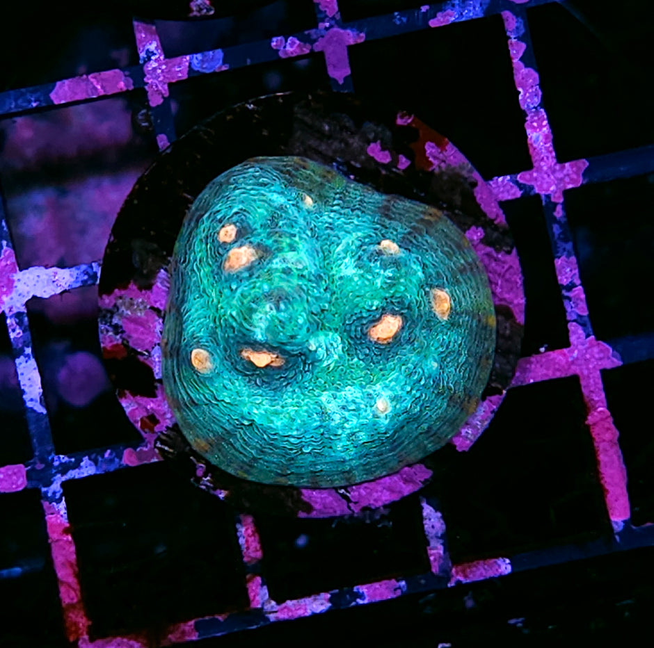 Georgia Peaches Mycedium