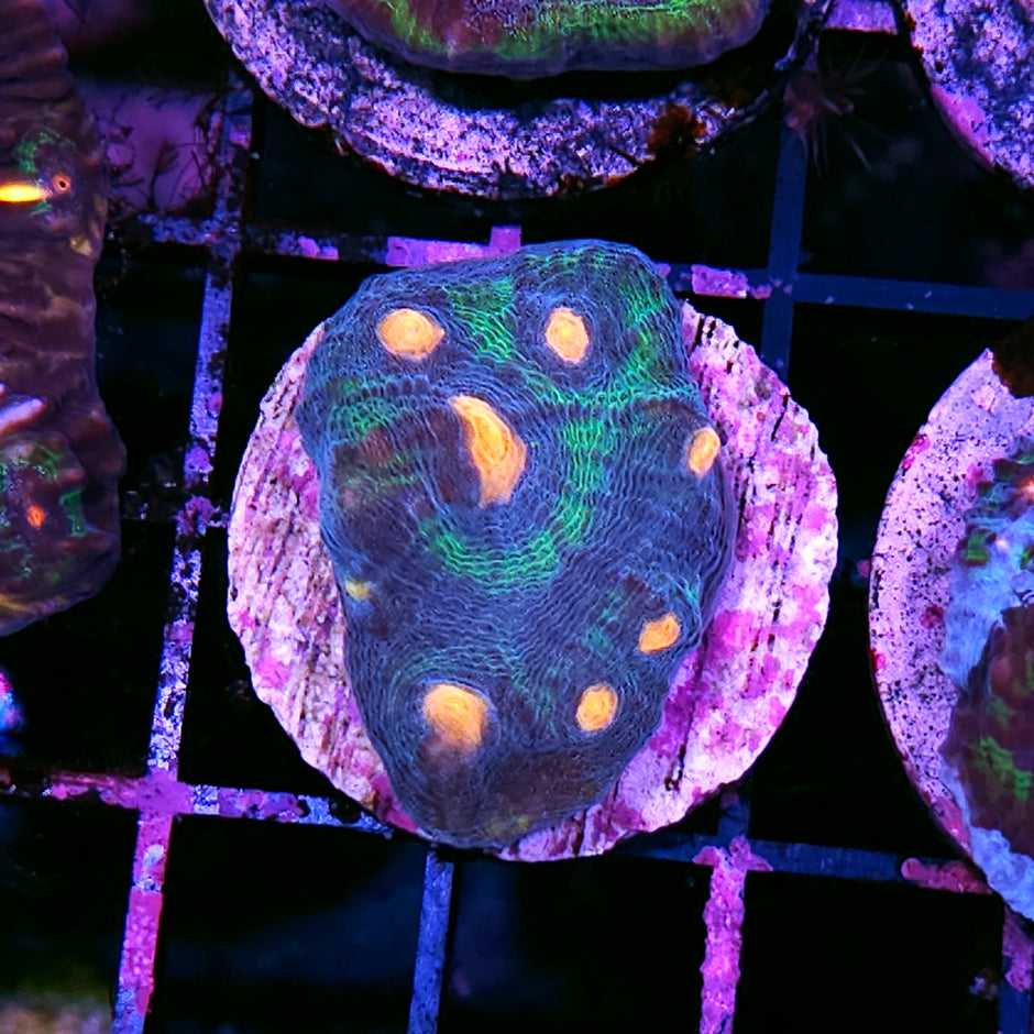 Monsters INC Mycedium