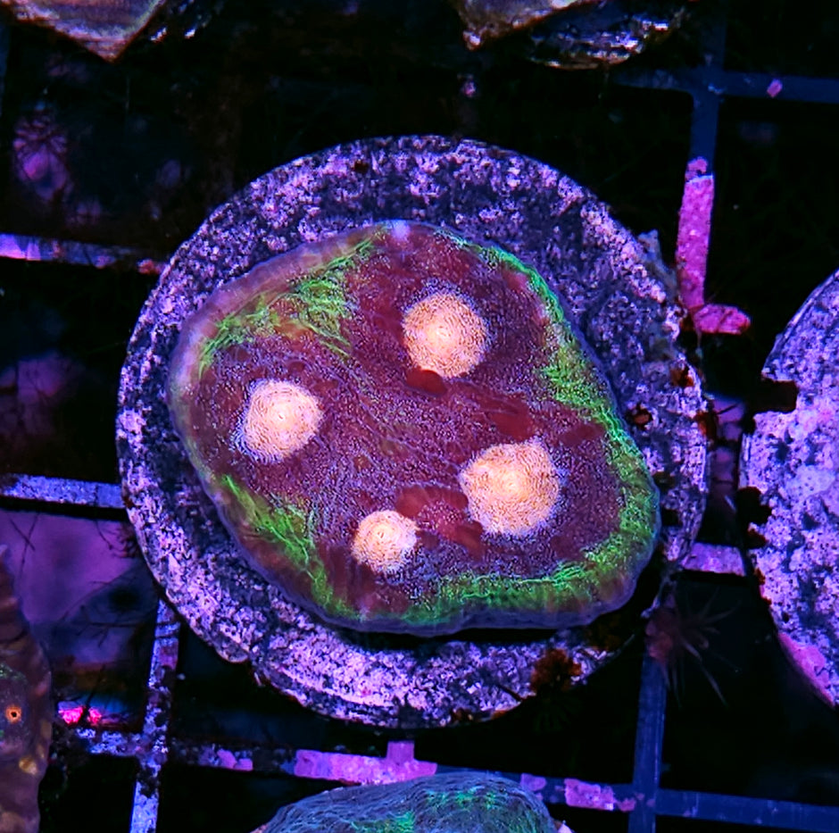 Fruit Pectin Mycedium