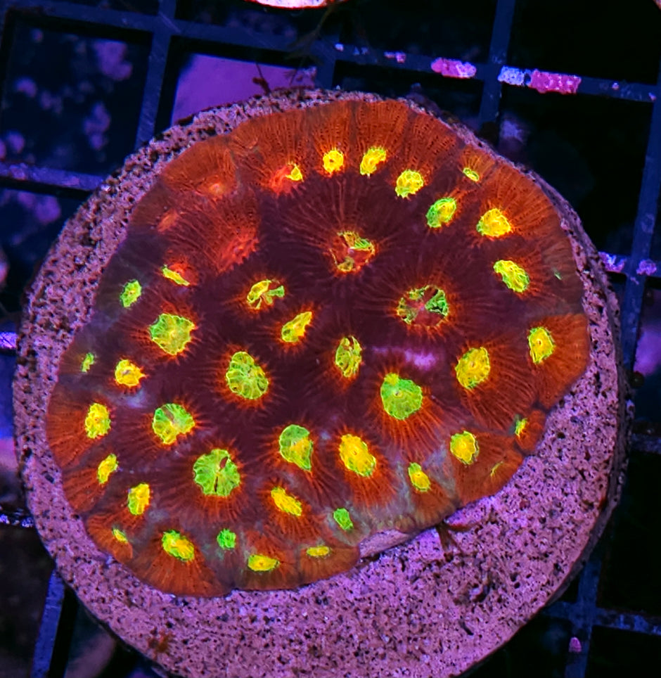HF Rainbow Kaleidoscope Favia Colony