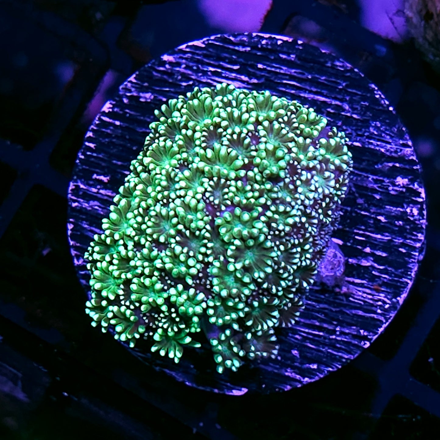 Mermaids Tail Alveopora