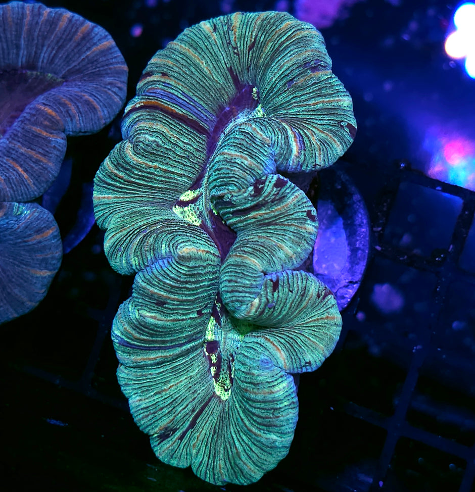 Stunning Trachyphyllia
