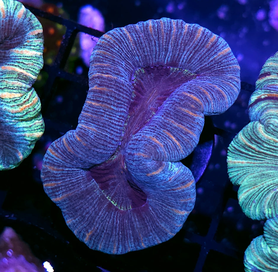 Stunning Trachyphyllia