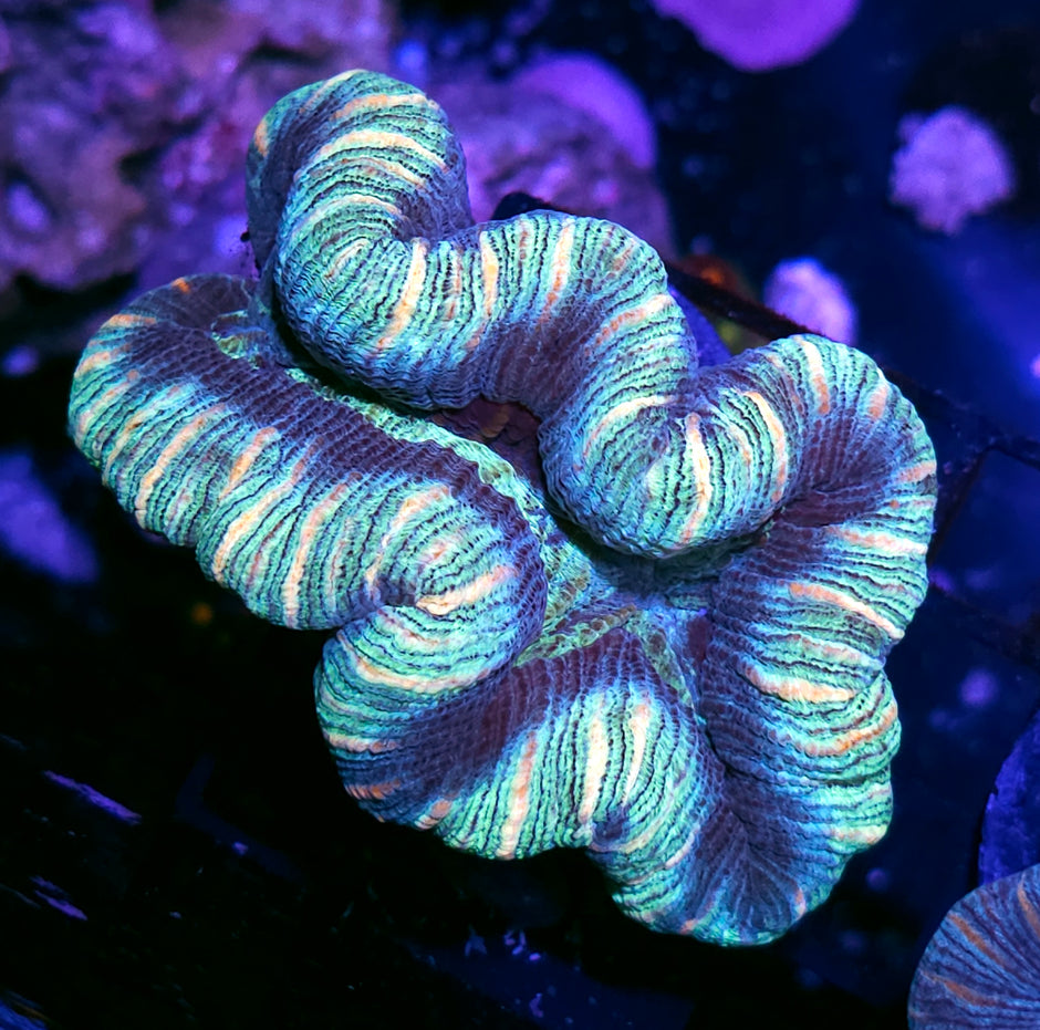 Bad Ass Trachyphyllia