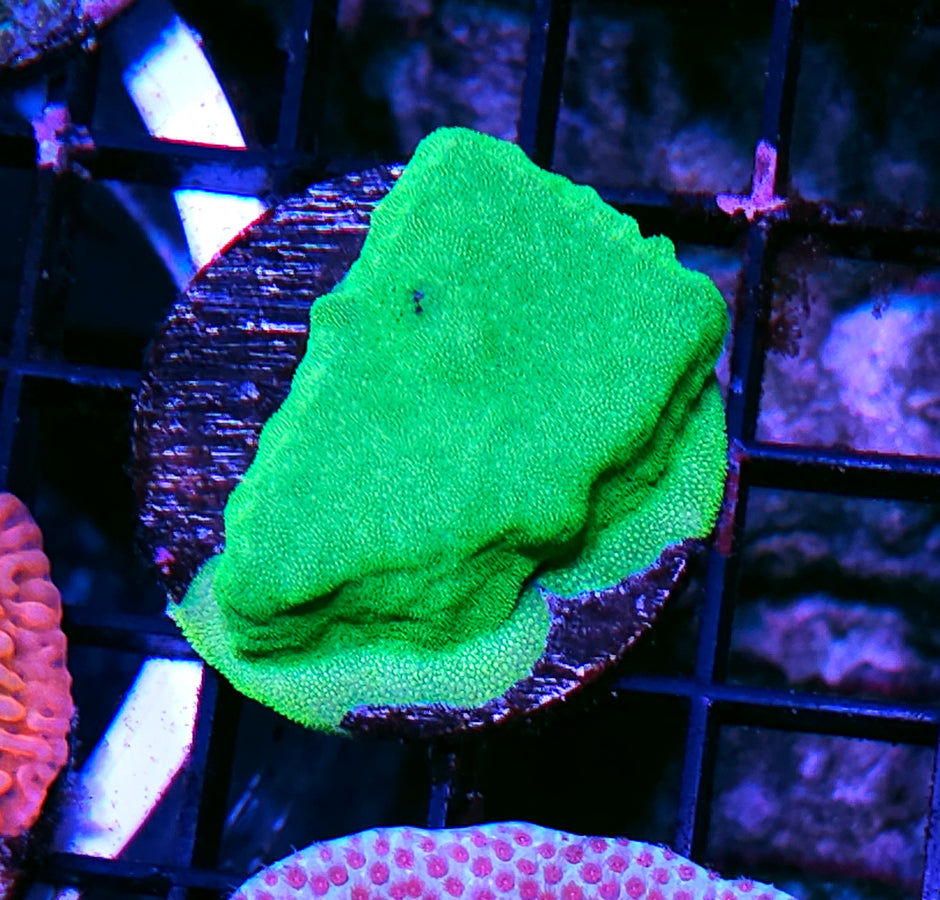 Slimer Psammacora