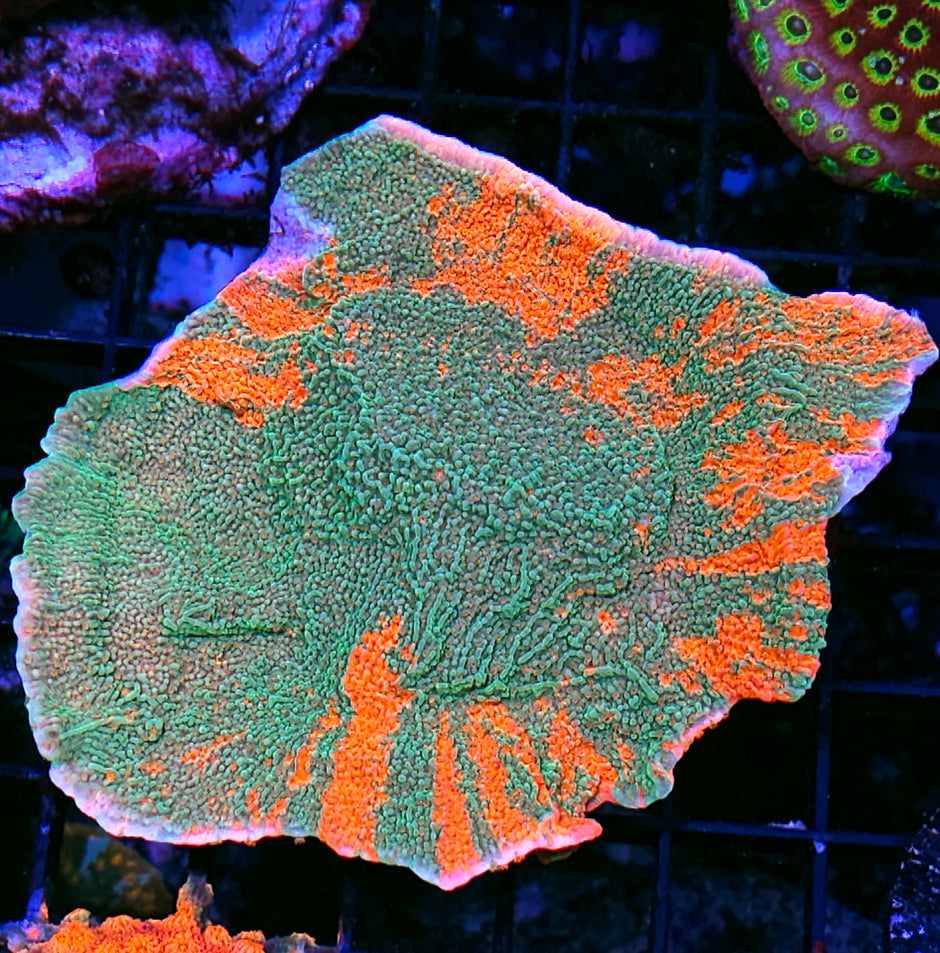 5" Grafted Montipora Colony