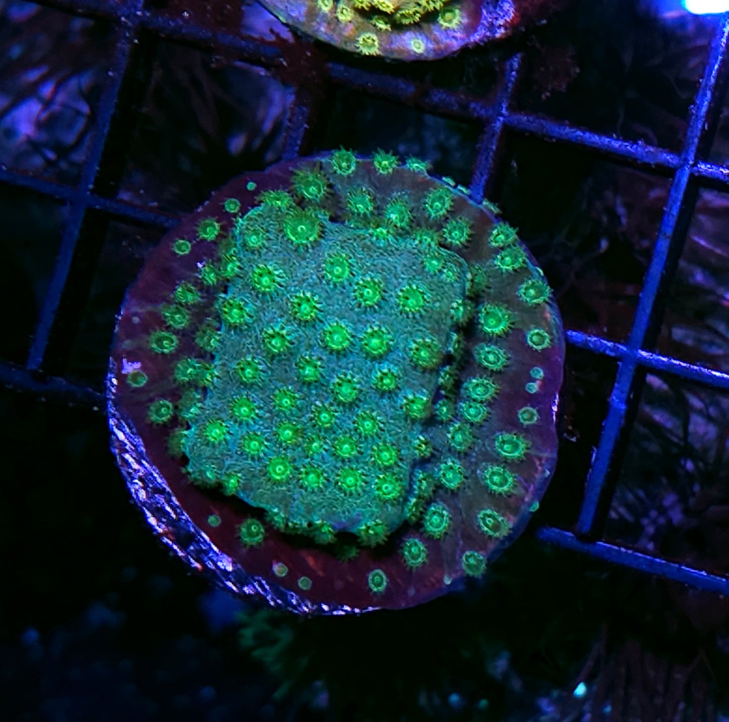 Green Bean Cyphastrea