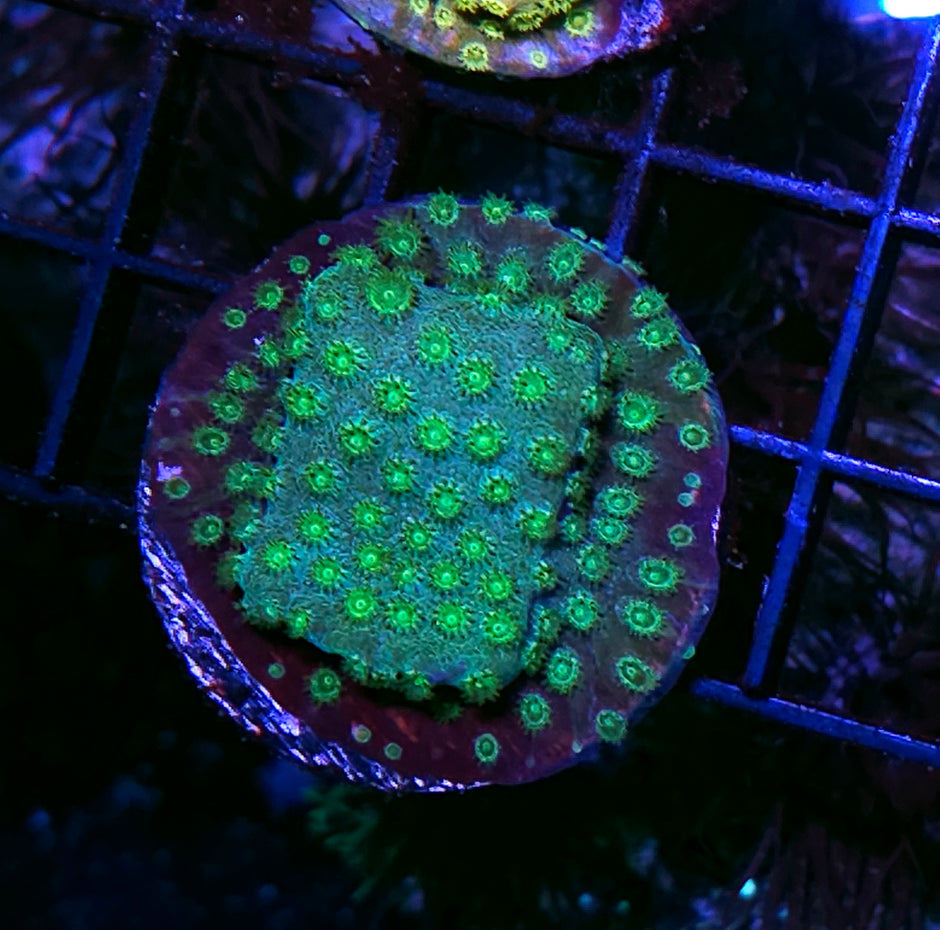 Green Bean Cyphastrea