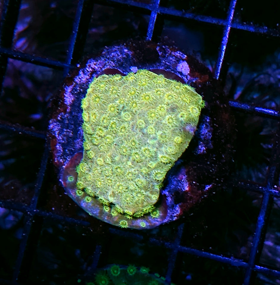 Yellow Jacket Cyphastrea