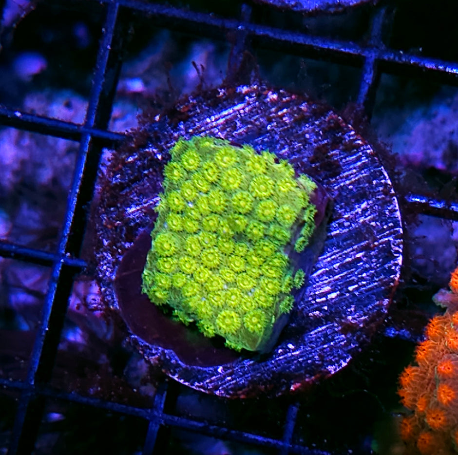 Dr Doom Cyphastrea