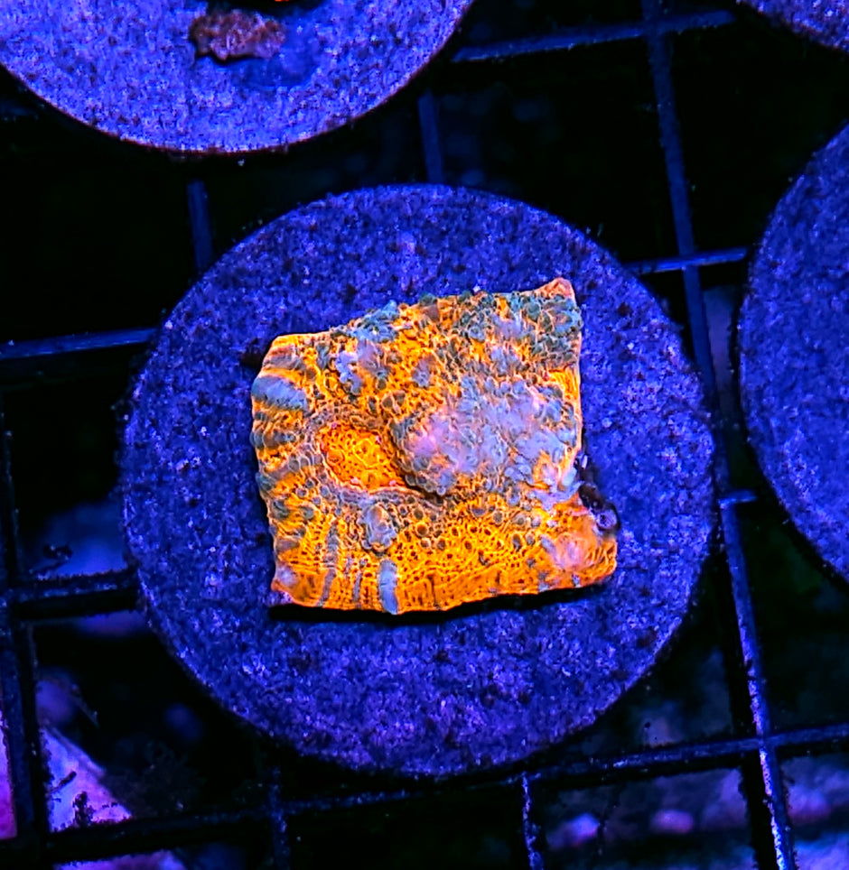 Tangerine Twister Chalice