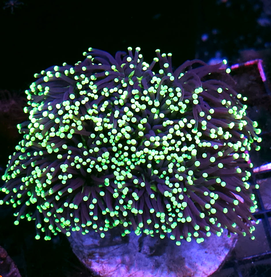 Approx 6-7 Head Grim Reaper Torch Colony