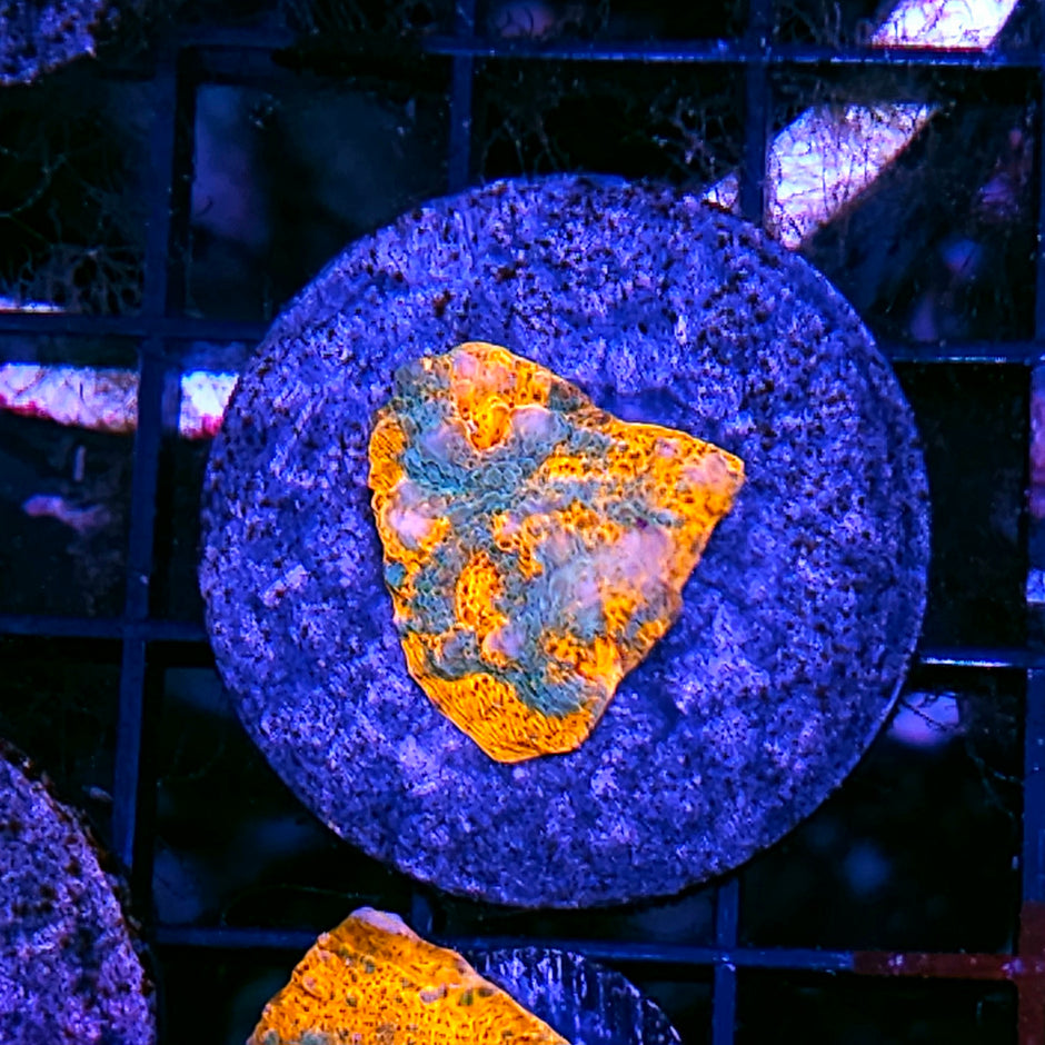 HF Fuego Chalice