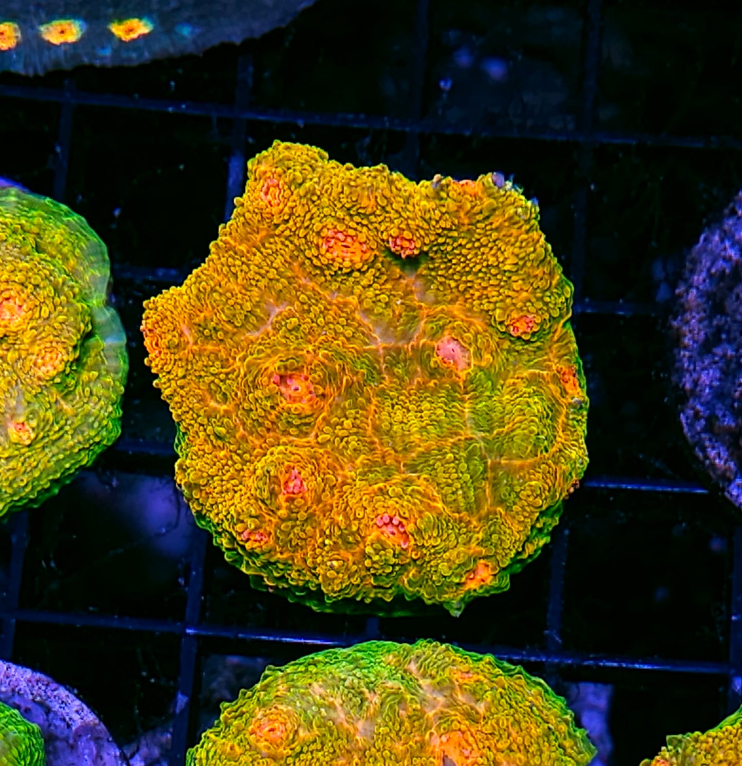HF Crayola Meltdown Chalice Colony