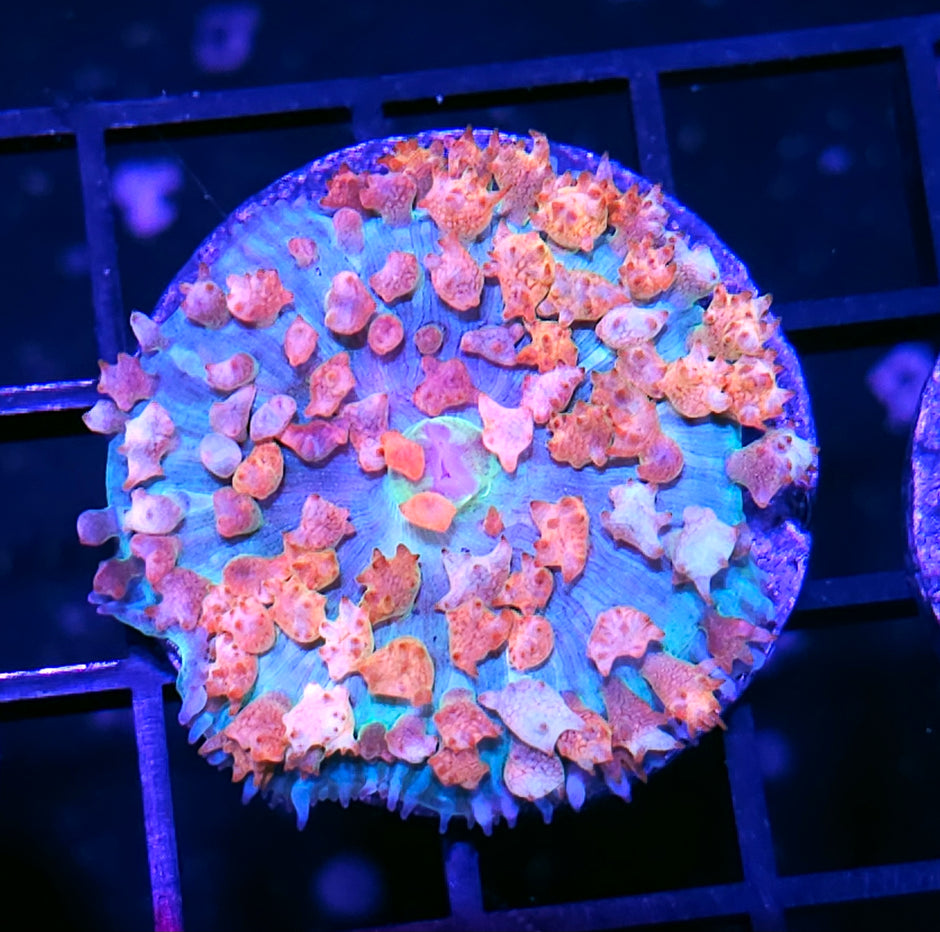 Pop Rocks St Thomas Mushroom