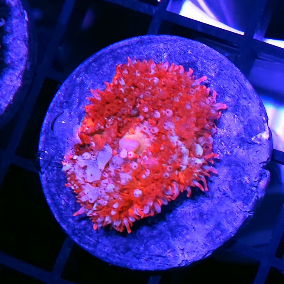 Red Baron St Thomas Mushroom