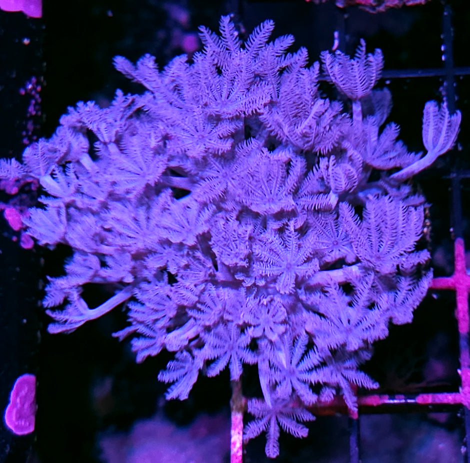 African Blue Pumping Xenia Colony