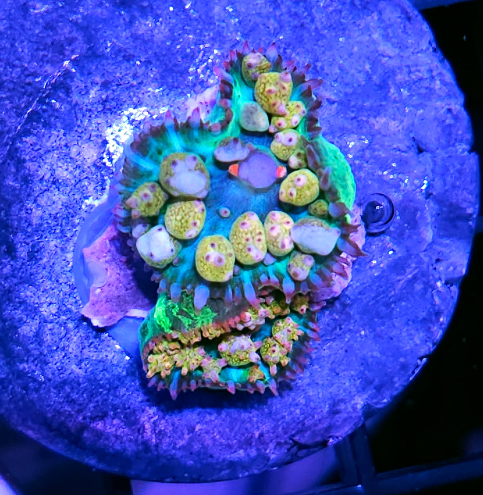 RARE Dino Egg  St Thomas Mushrooms