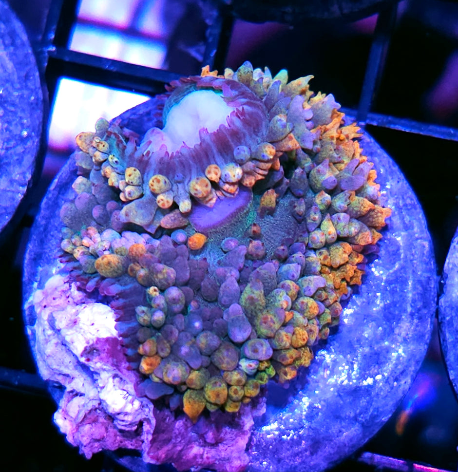Rainbow Massacre St Thomas Mushroom