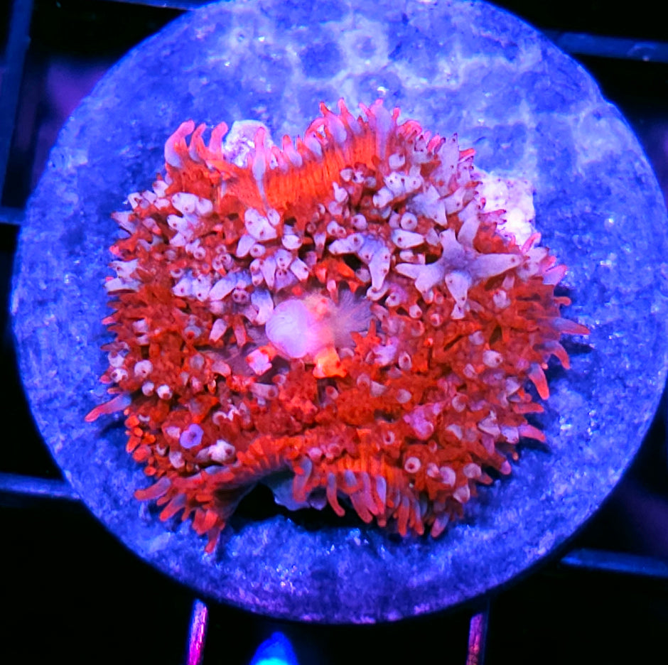 Red Baron St Thomas Mushroom