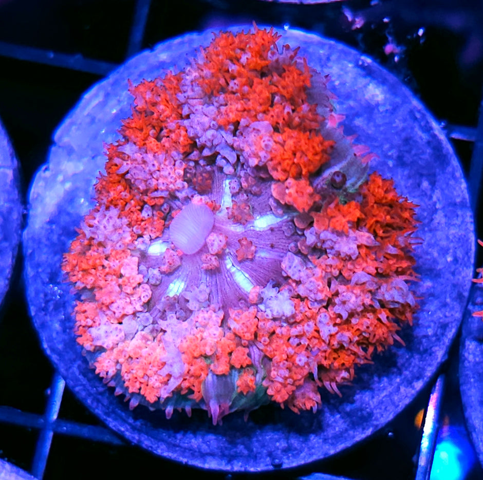 Blood Blizzard St Thomas Mushroom