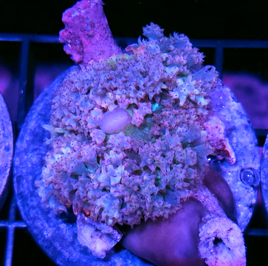 Mr Freeze 🥶 St Thomas Mushroom