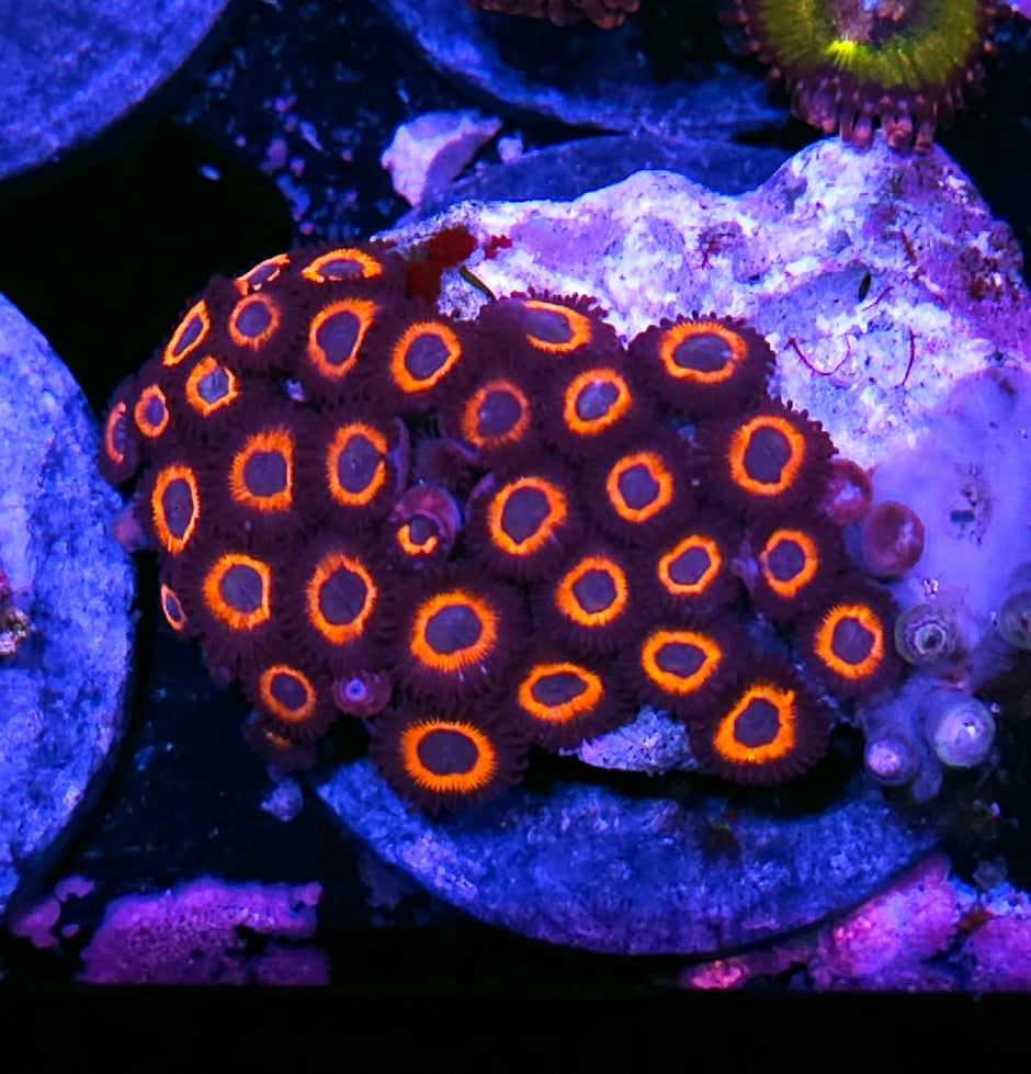 RROD Zoas