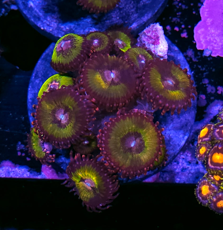 Morning Glory Zoas