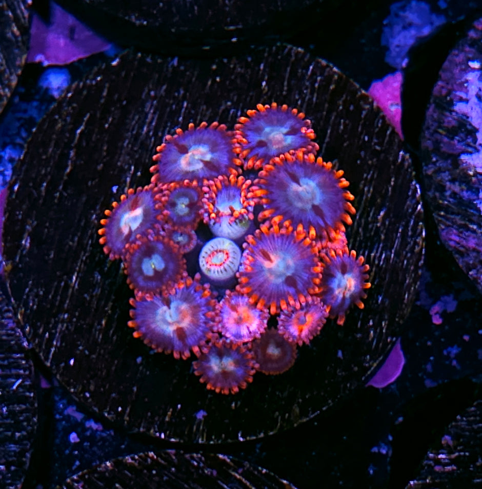 Kazzoie Zoas