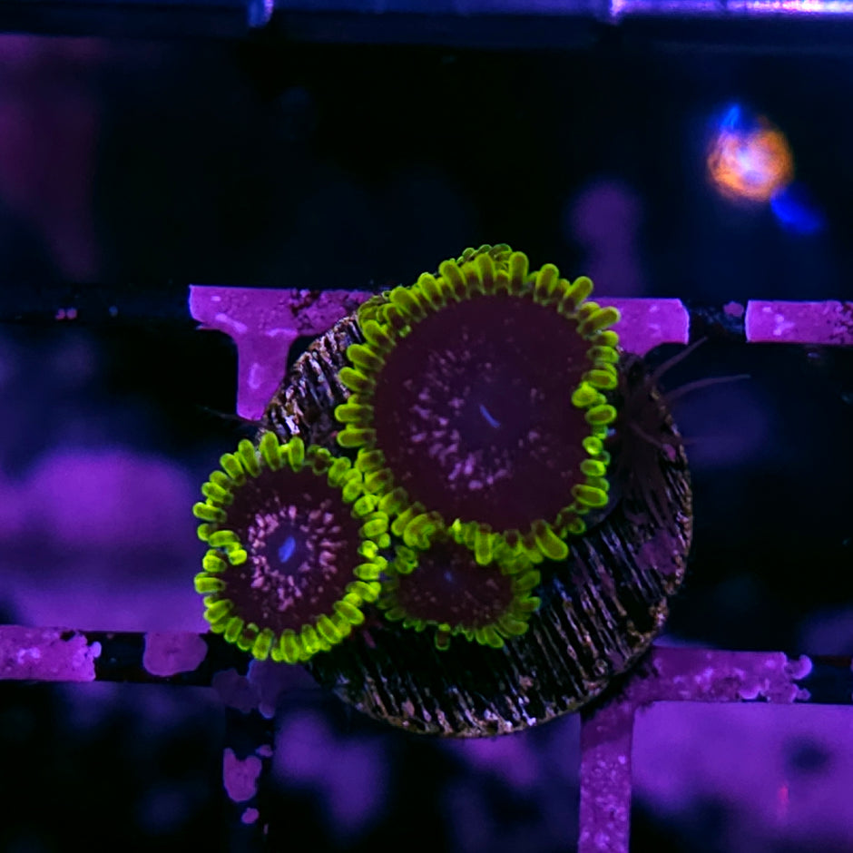 Purple Monster Zoas