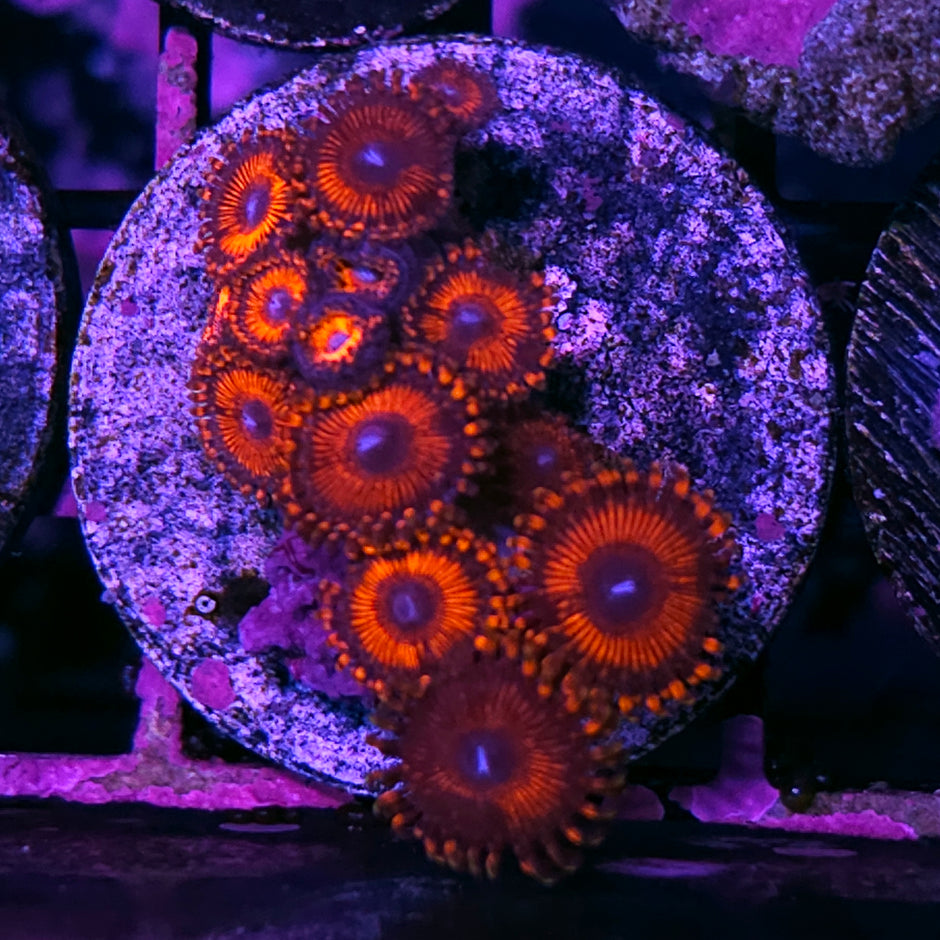 Cannibal Zoas