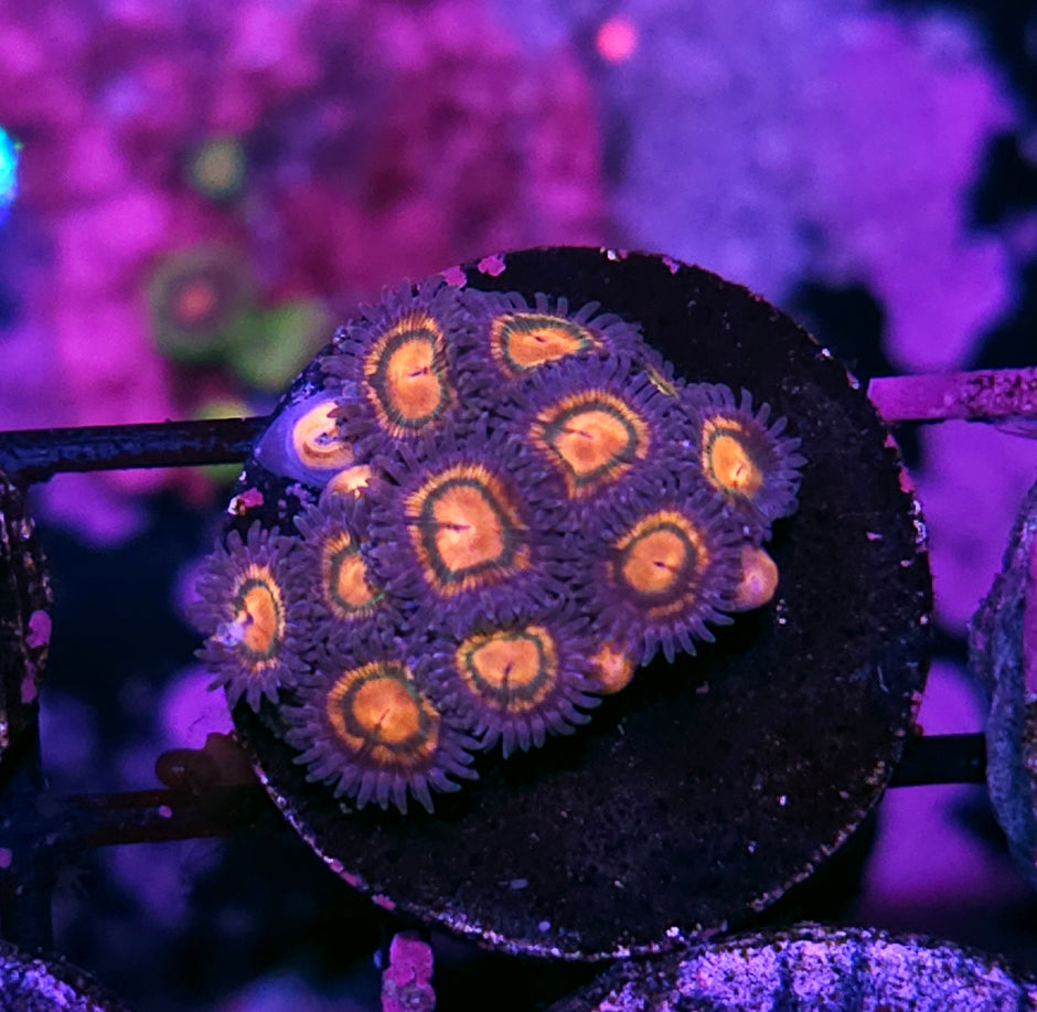 Calypso Zoas