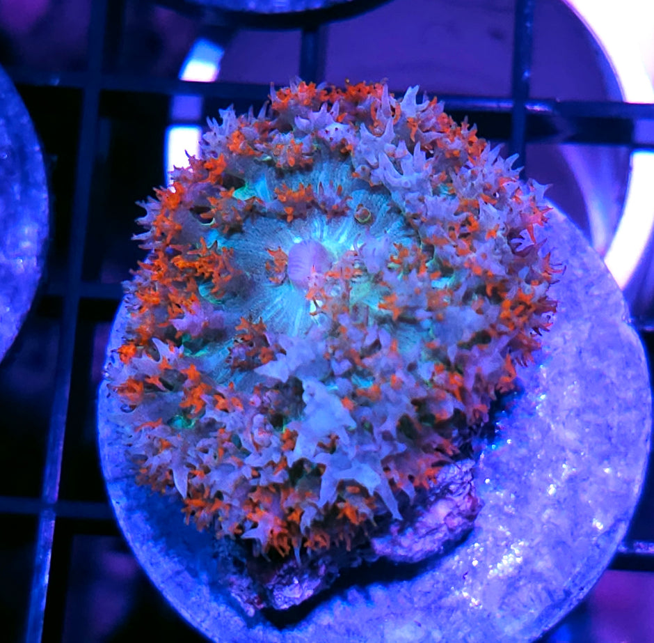 Poseidon Punch St Thomas Mushroom