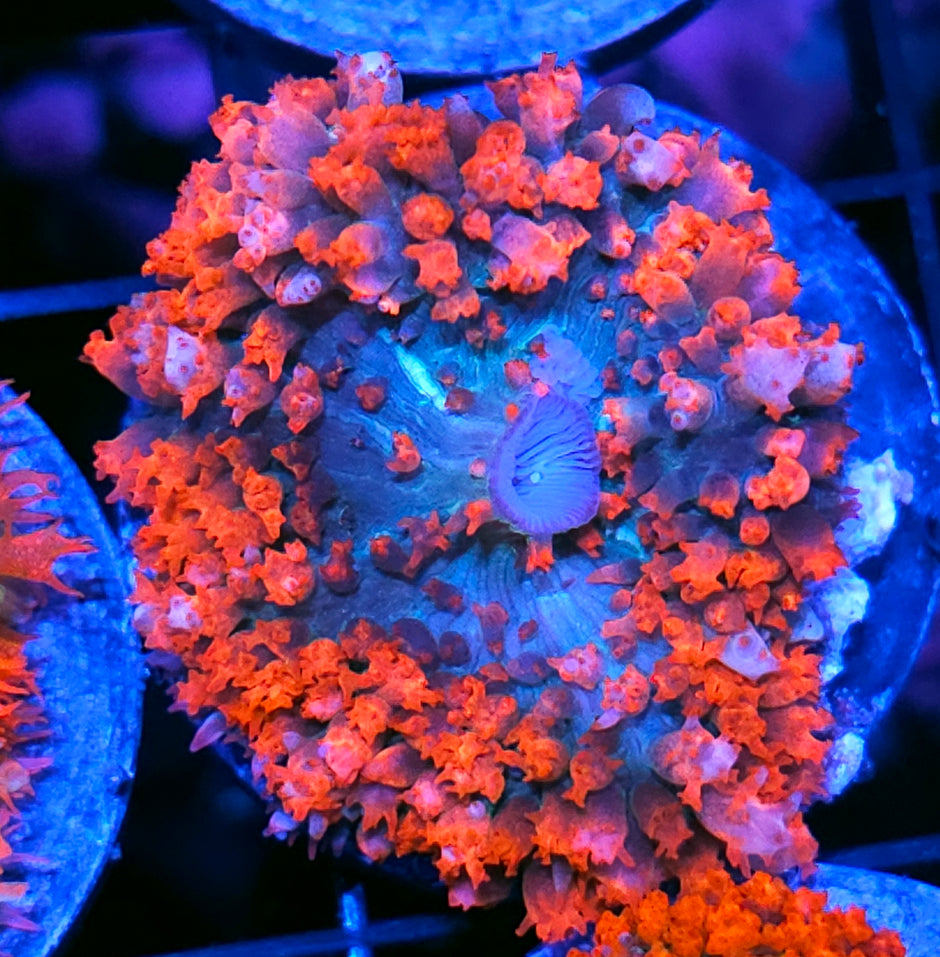 Imperial St Thomas Mushroom